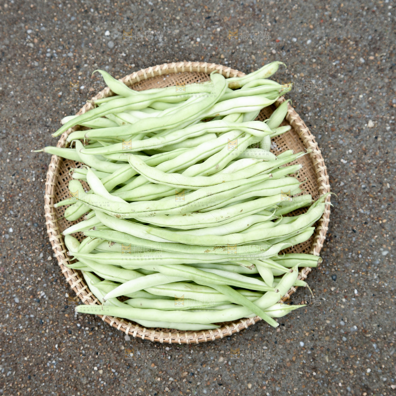 新鲜采摘的白芸豆角
