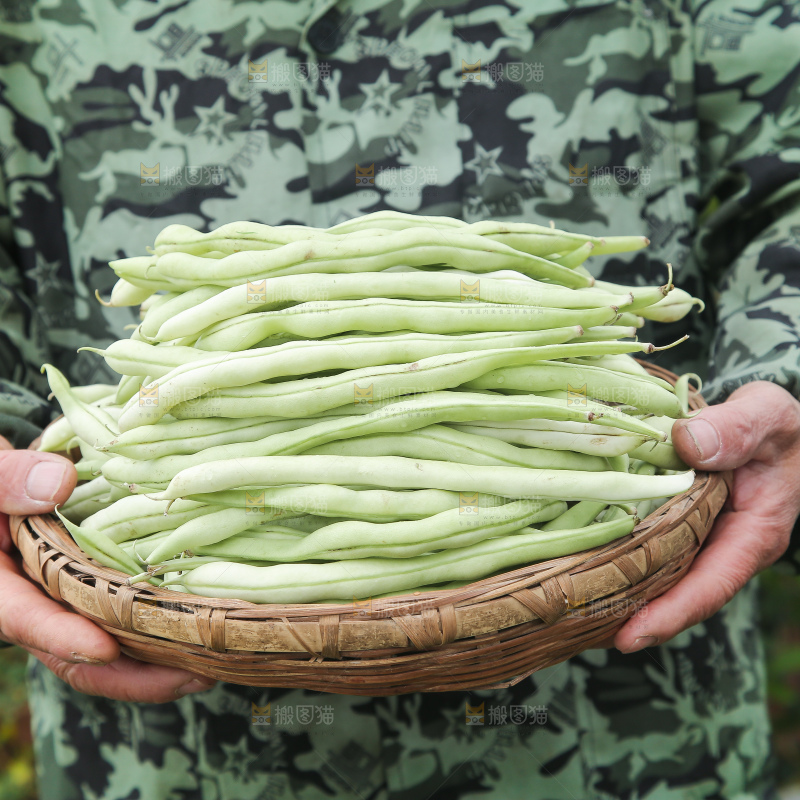 新鲜采摘的白芸豆角