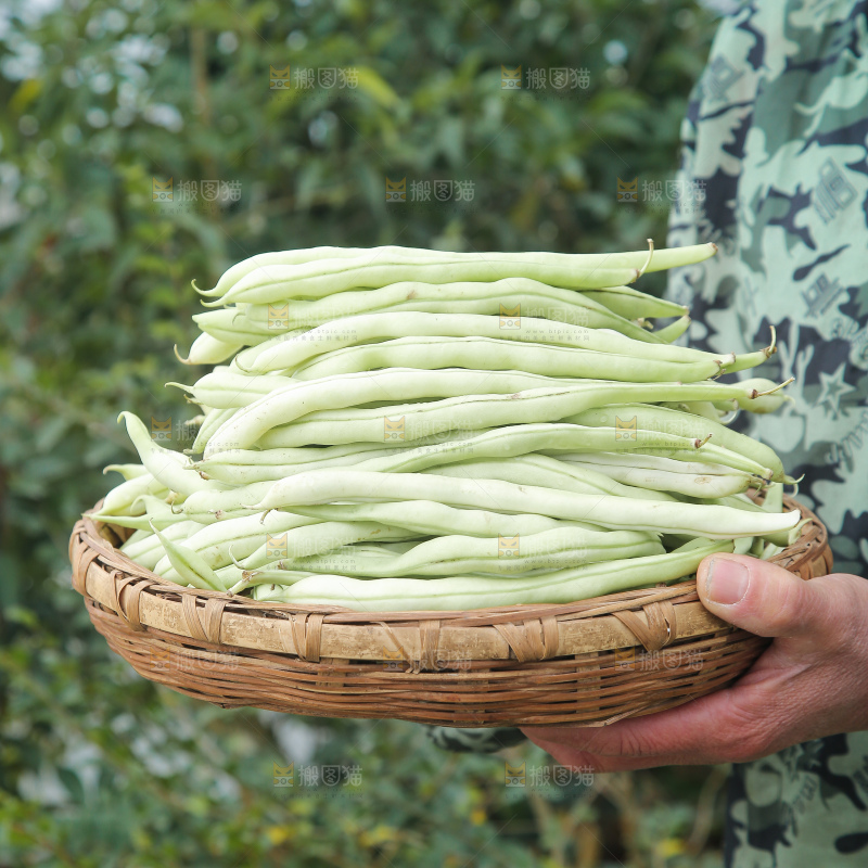 新鲜采摘的白芸豆角