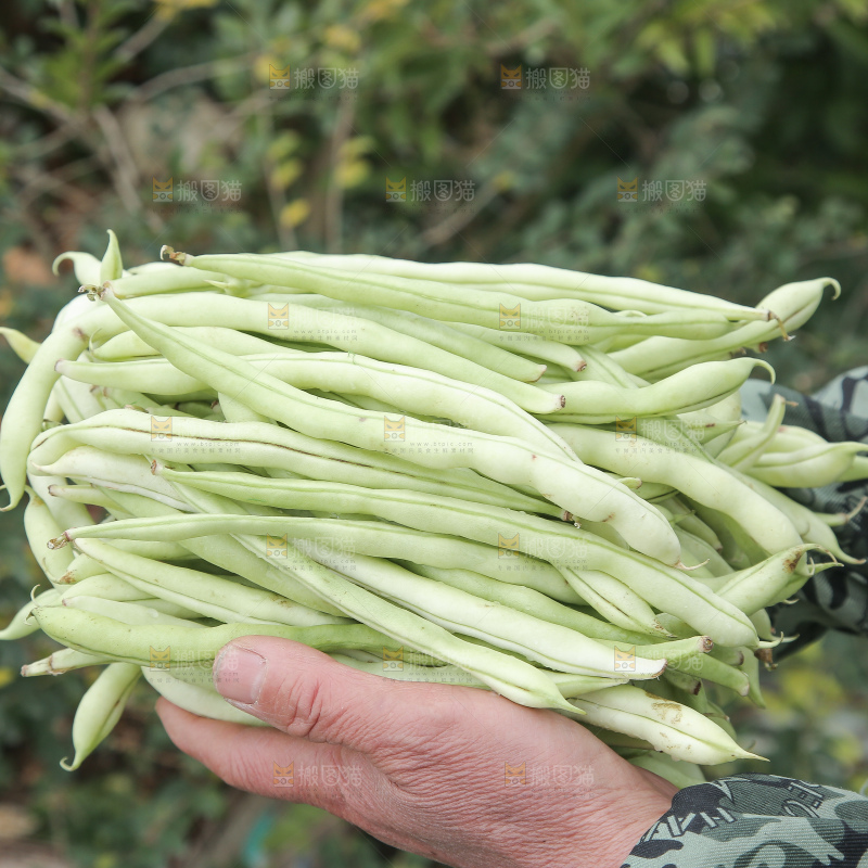 新鲜采摘的白芸豆角