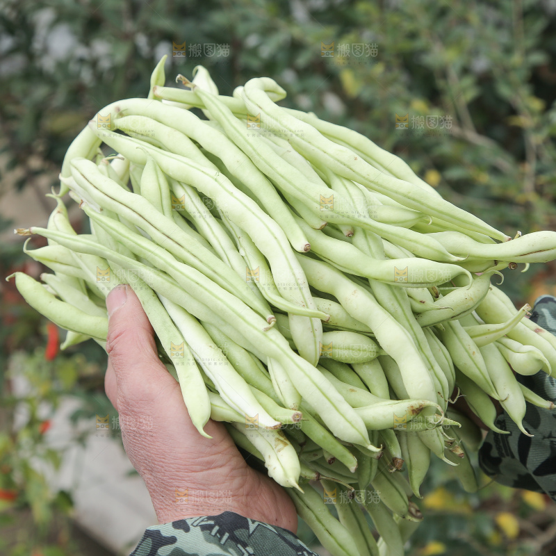 新鲜采摘的白芸豆角