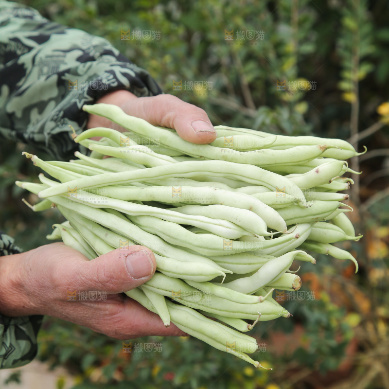 新鲜采摘的白芸豆角