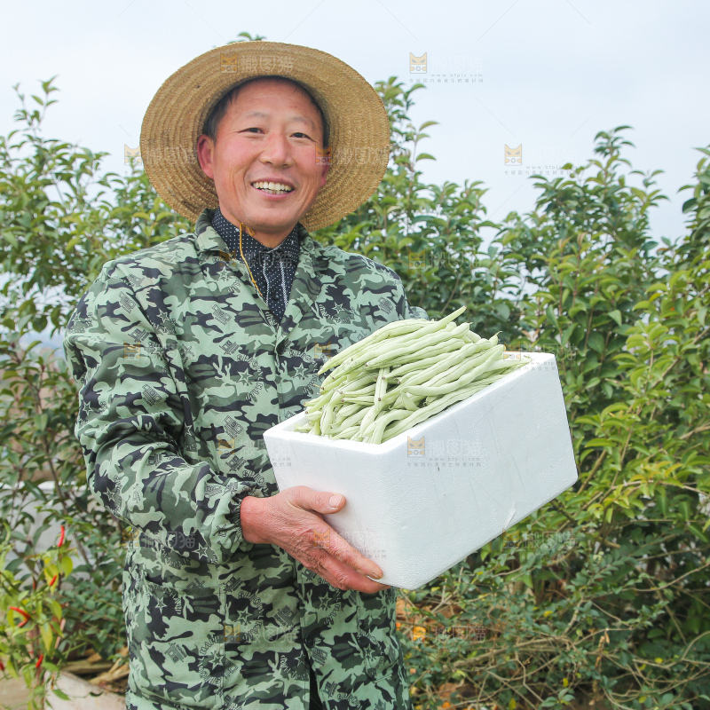 新鲜采摘的白芸豆角