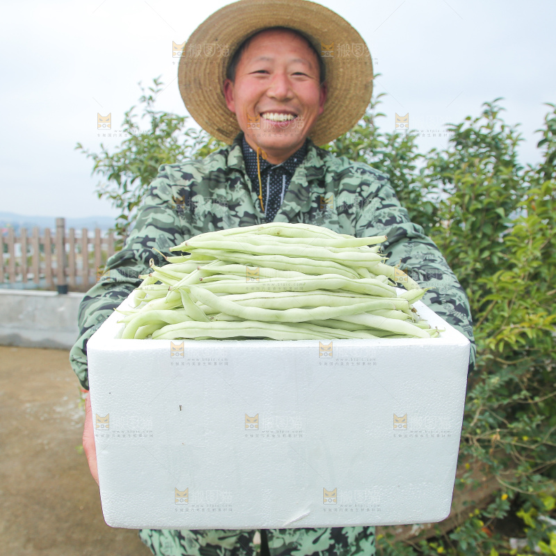 新鲜采摘的白芸豆角