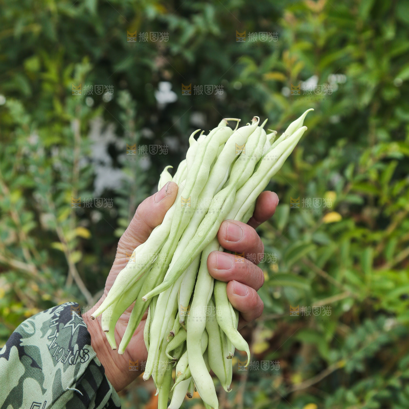 新鲜采摘的白芸豆角
