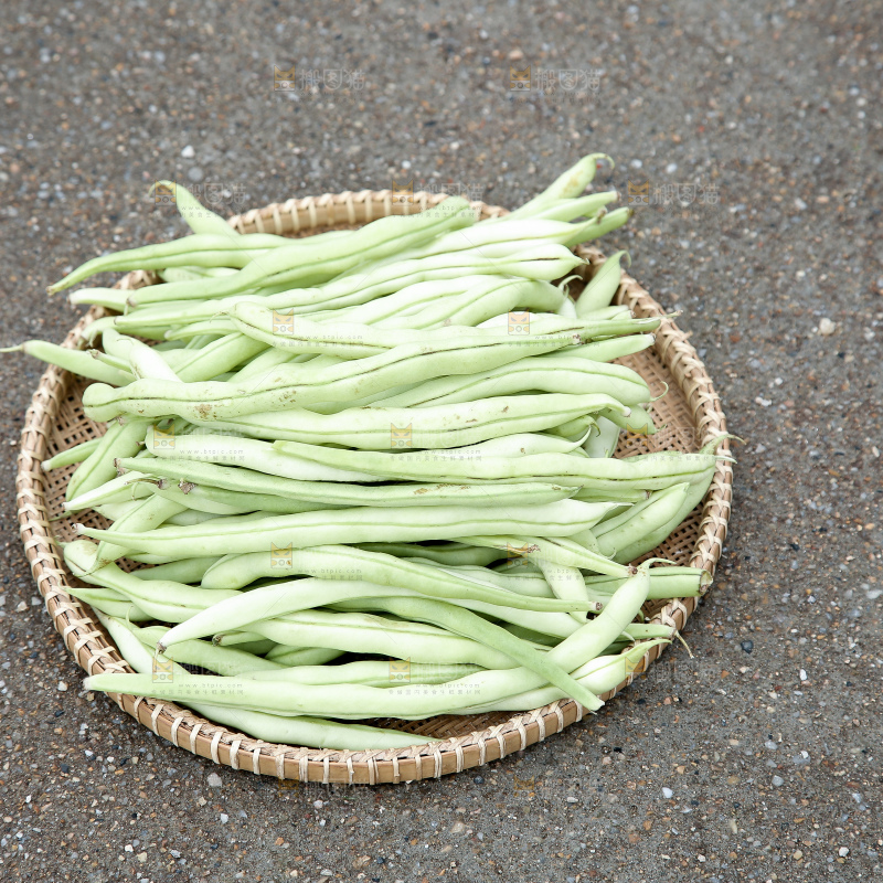新鲜采摘的白芸豆角