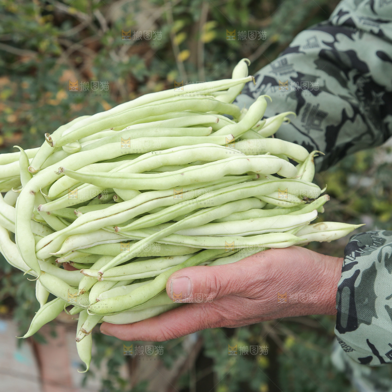新鲜采摘的白芸豆角