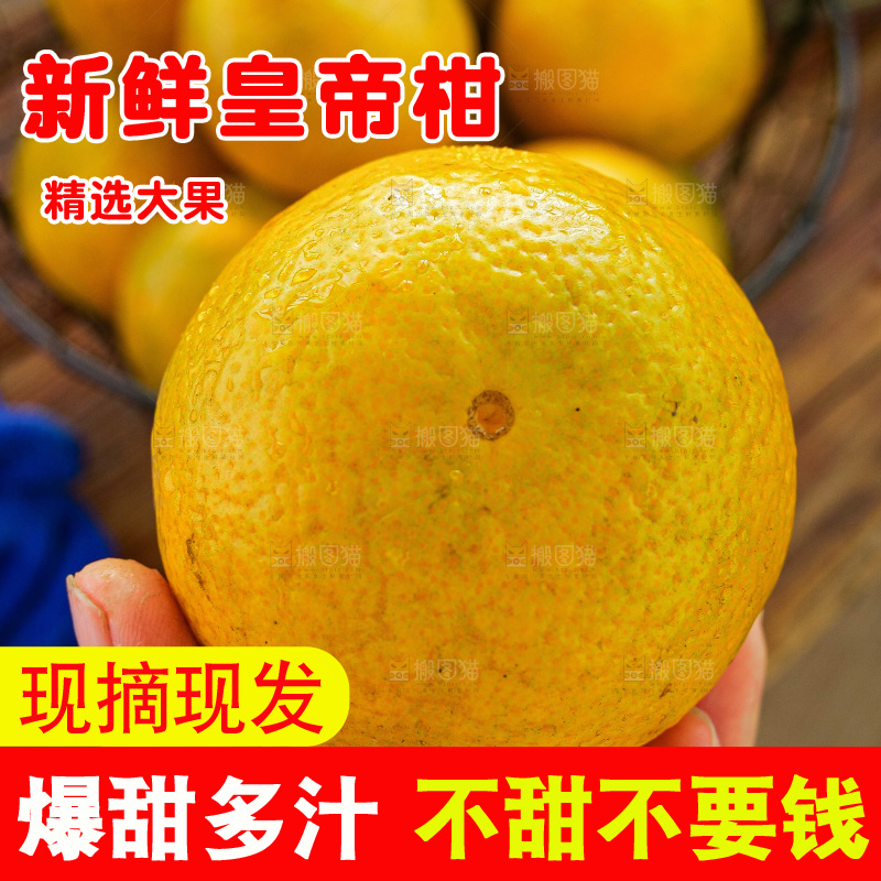 手里拿着皇帝柑