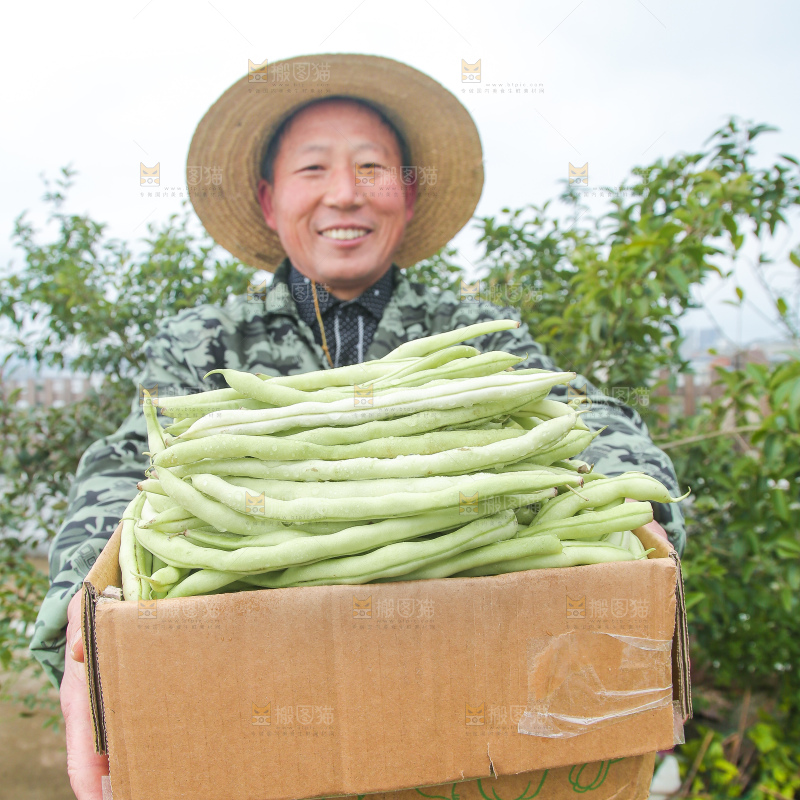 新鲜采摘的白芸豆角