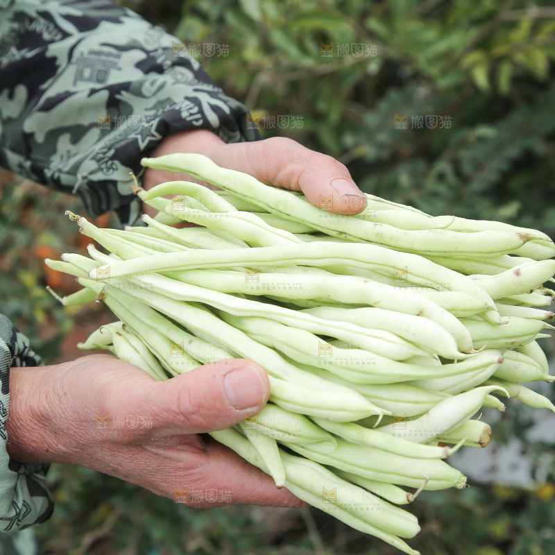 新鲜采摘的白芸豆角