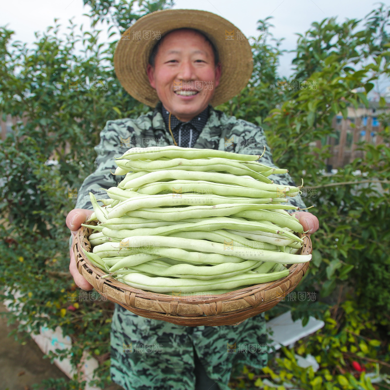 新鲜采摘的白芸豆角