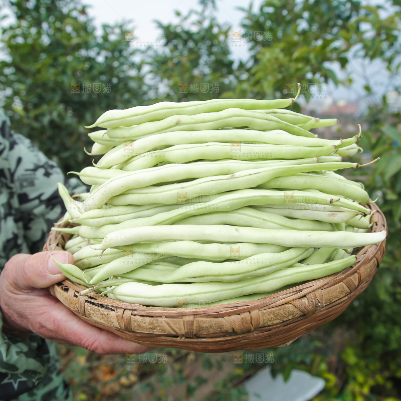 新鲜采摘的白芸豆角