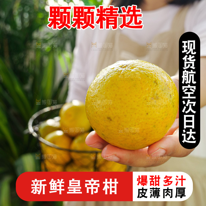 手里拿着皇帝柑