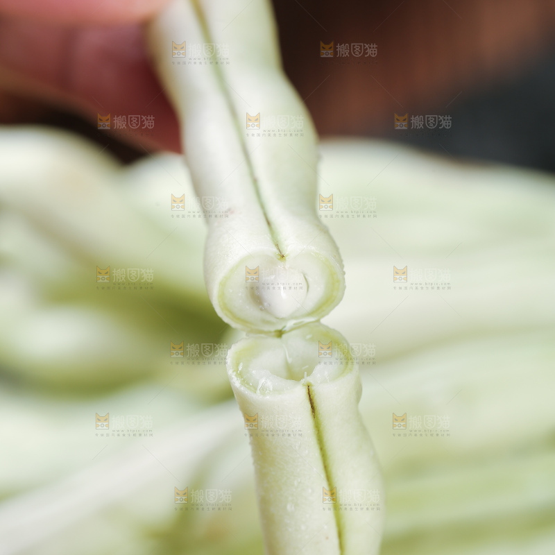 木底上的白芸豆角
