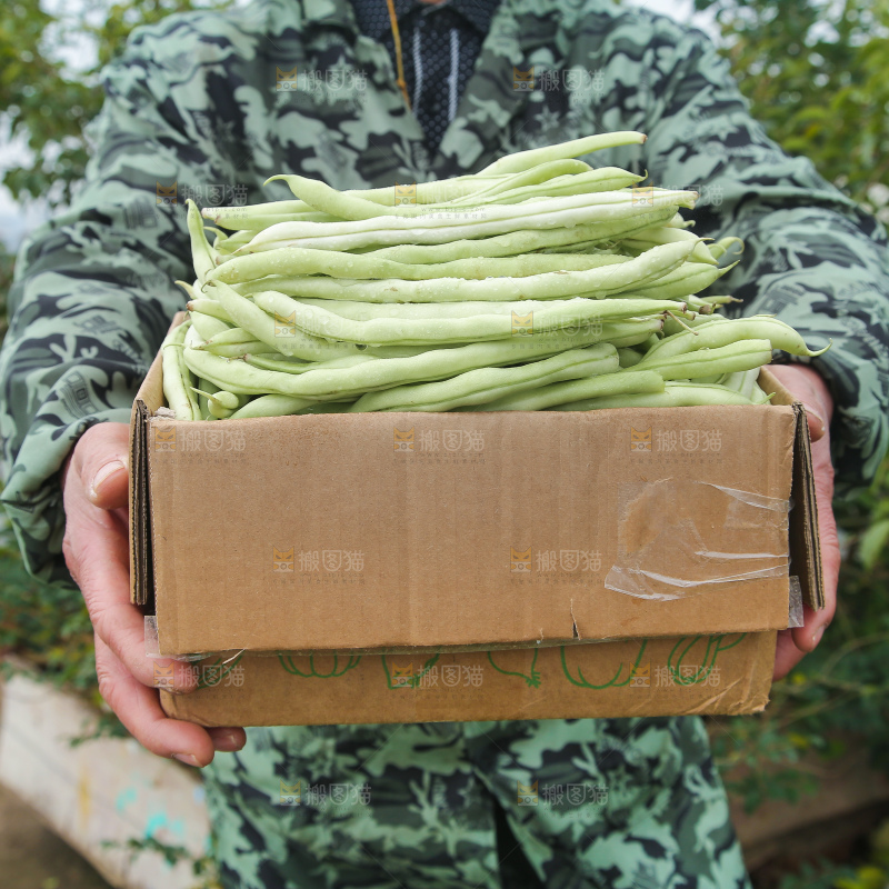 新鲜采摘的白芸豆角