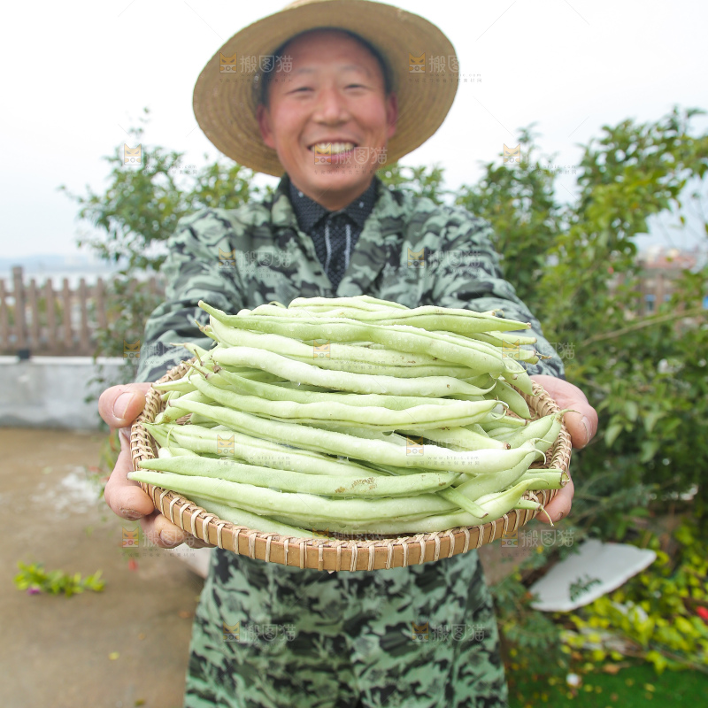 新鲜采摘的白芸豆角