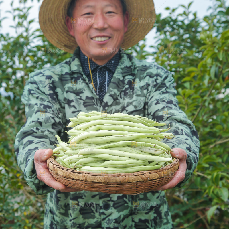 新鲜采摘的白芸豆角