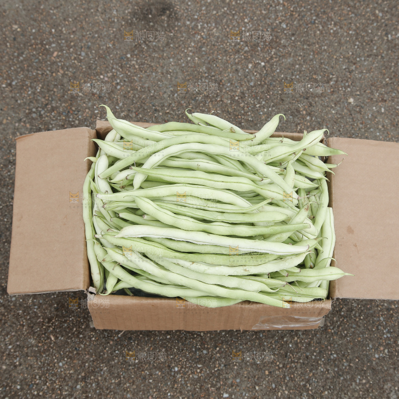 新鲜采摘的白芸豆角