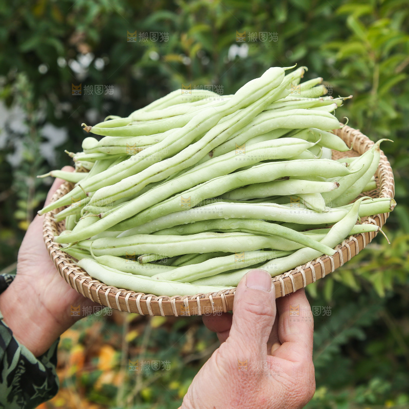新鲜采摘的白芸豆角