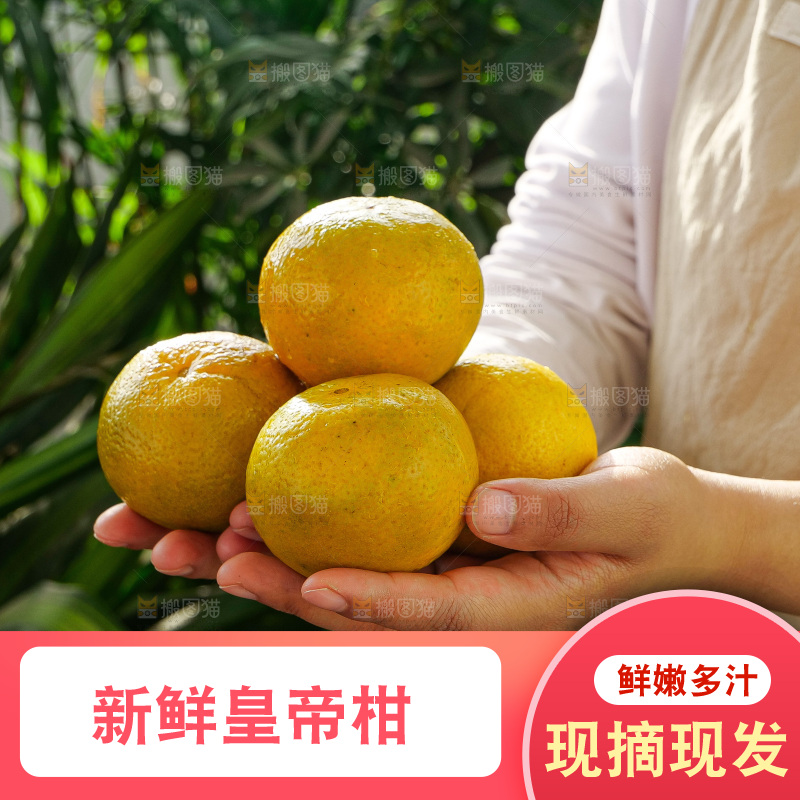 手里拿着皇帝柑