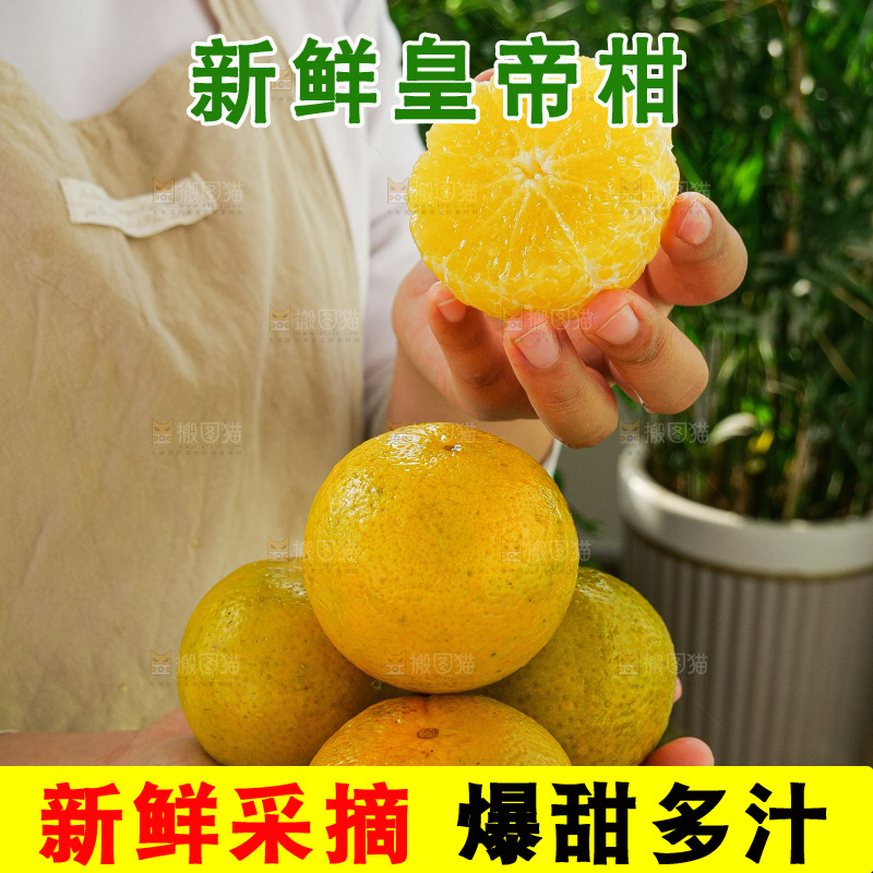 手里拿着皇帝柑
