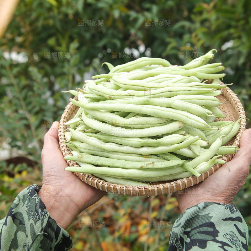 新鲜采摘的白芸豆角