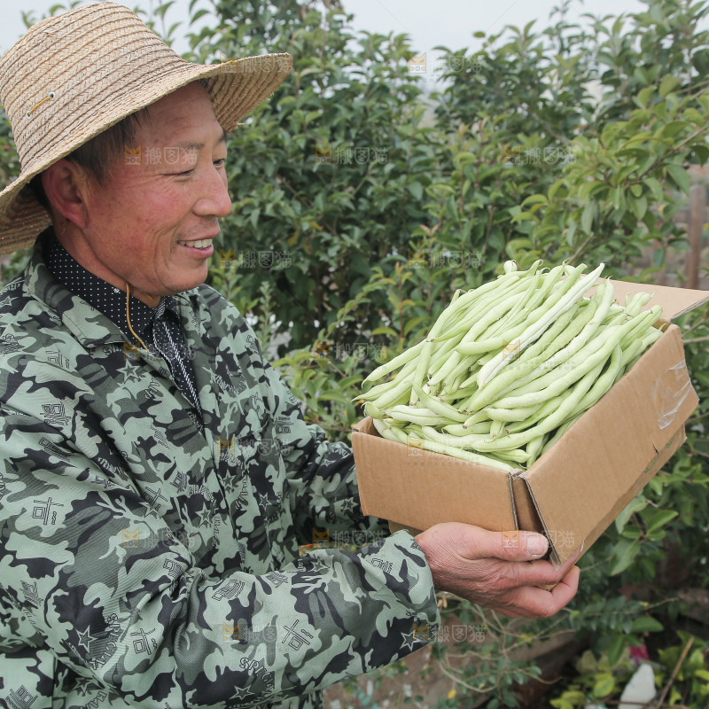 新鲜采摘的白芸豆角
