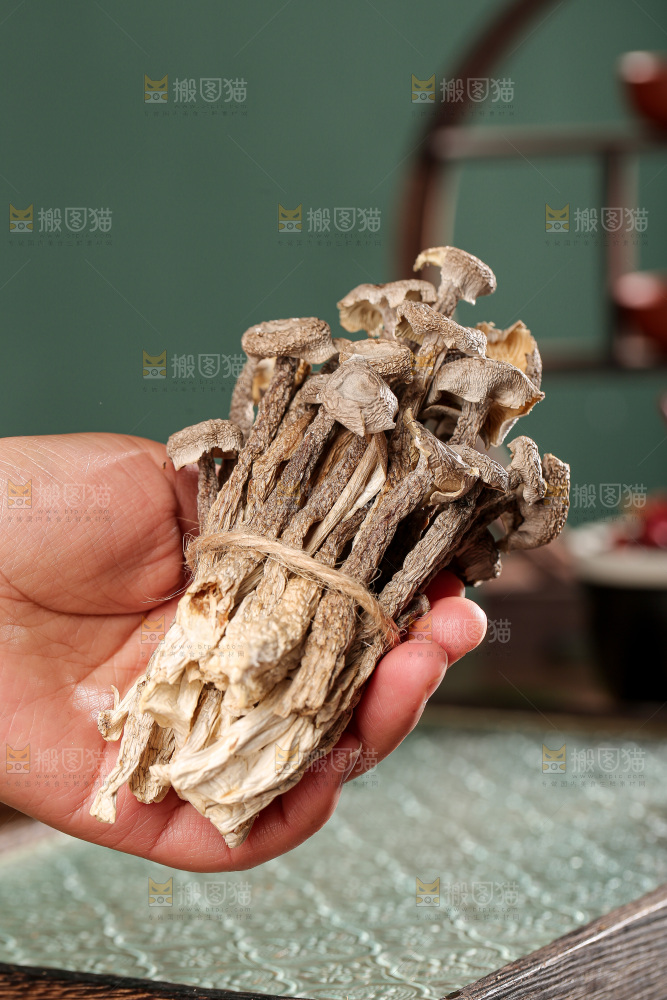 深底上的鹿茸菌