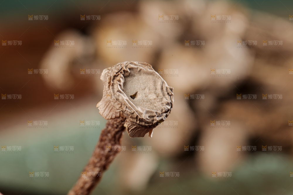 深底上的鹿茸菌