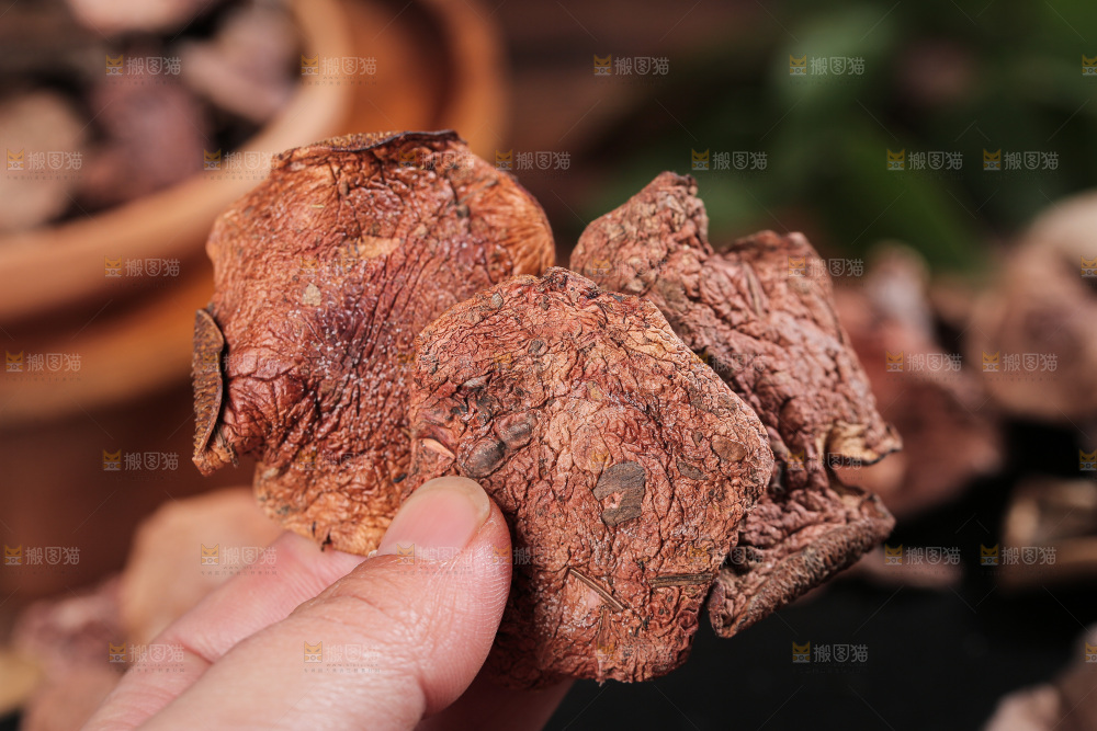 深底上的红乳牛肝菌