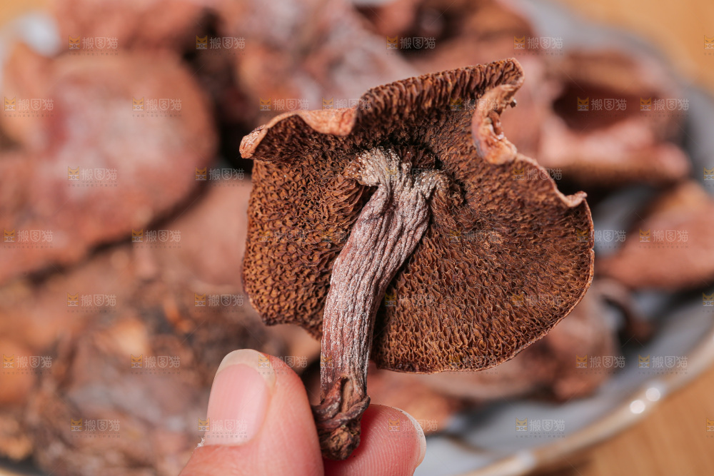 深底上的红乳牛肝菌