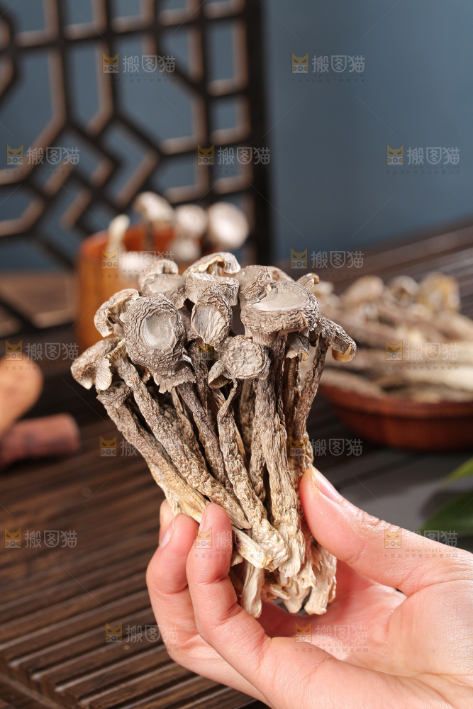 深底上鹿茸菇