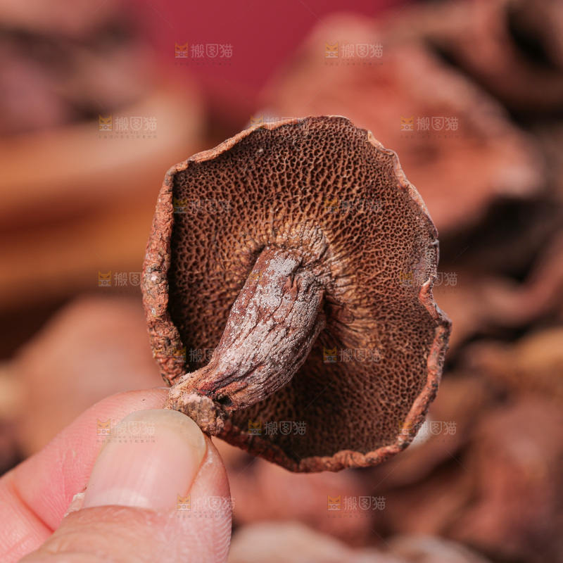 深底上的红乳牛肝菌