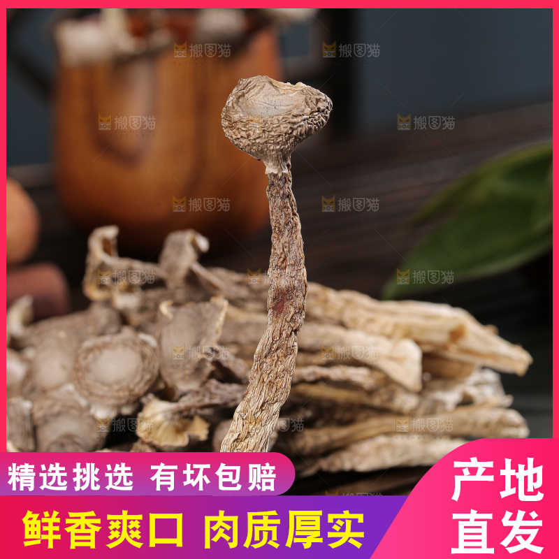 深底上鹿茸菇