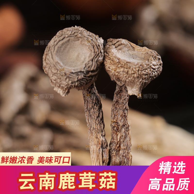 深底上鹿茸菇