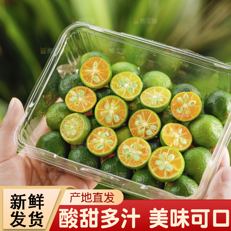 浅底上的小青桔