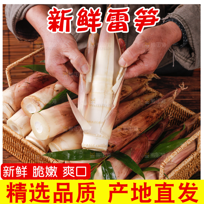 深底上的雷笋