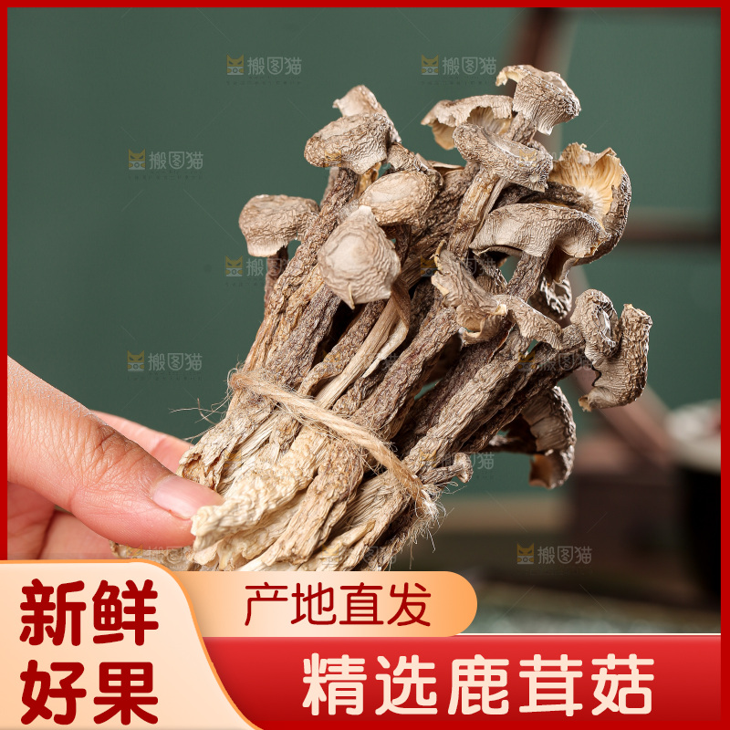 深底上的鹿茸菌