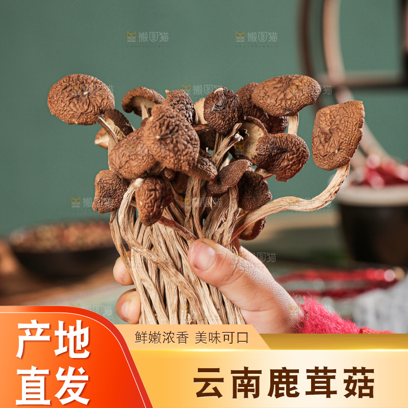 深底上的鹿茸菌