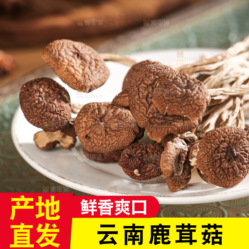 深底上的鹿茸菌