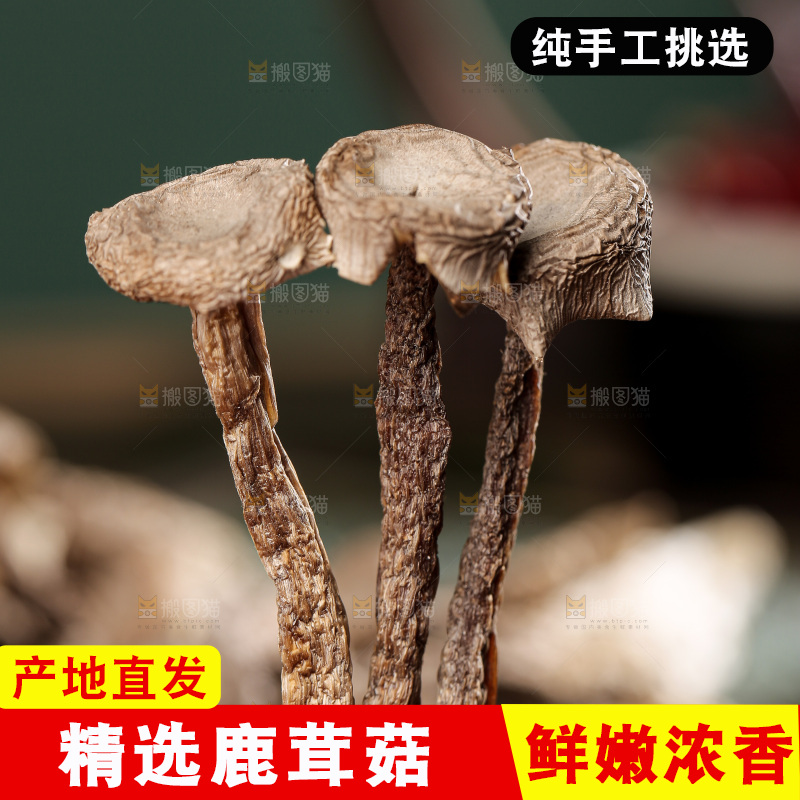 深底上的鹿茸菌