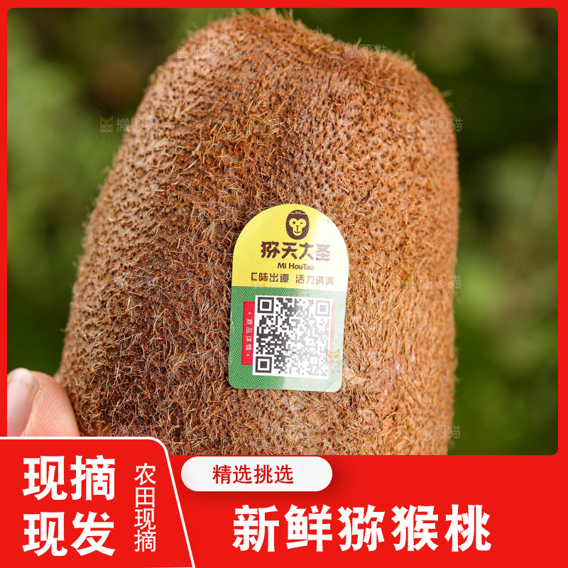 深底上的猕猴桃