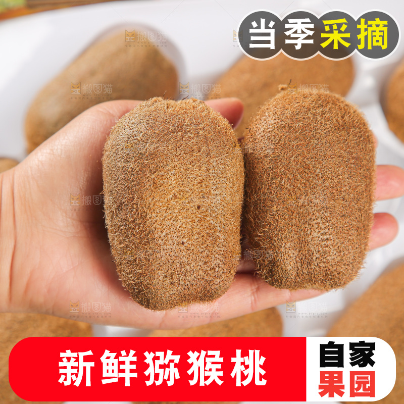浅底上的猕猴桃