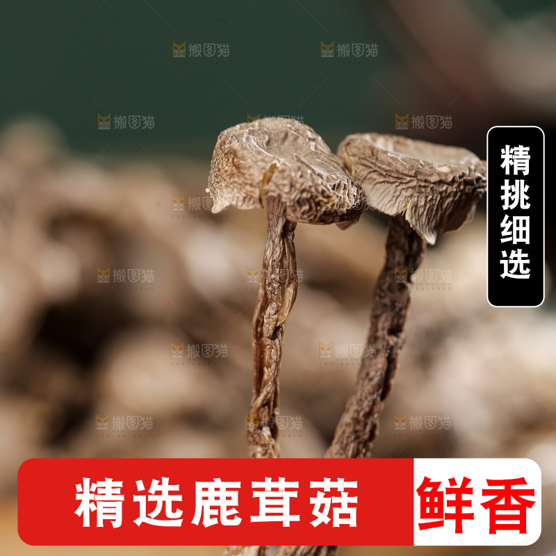 深底上的鹿茸菌
