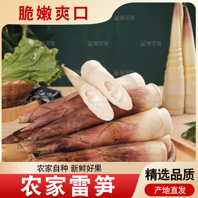 深底的雷竹笋