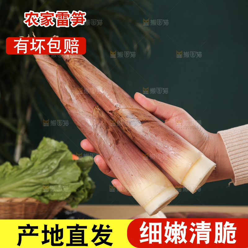 深底的雷竹笋
