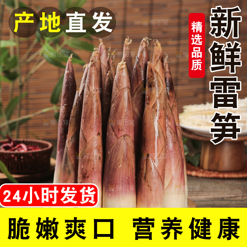 深底的雷竹笋