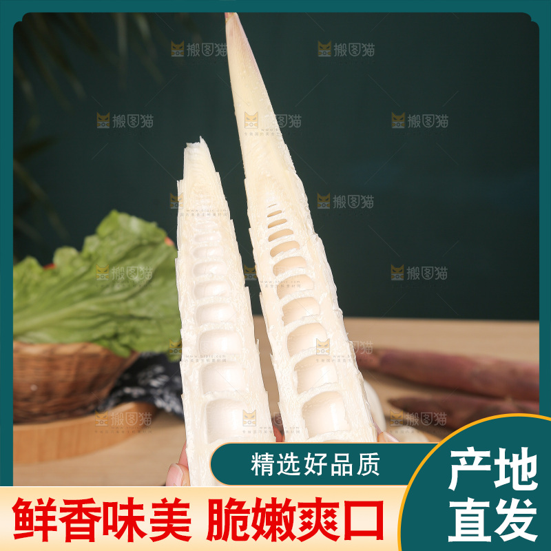 深底的雷竹笋