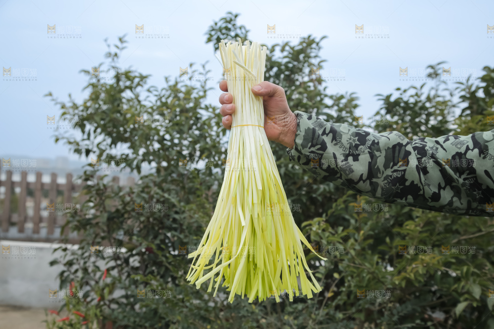 手上拿着新鲜韭黄