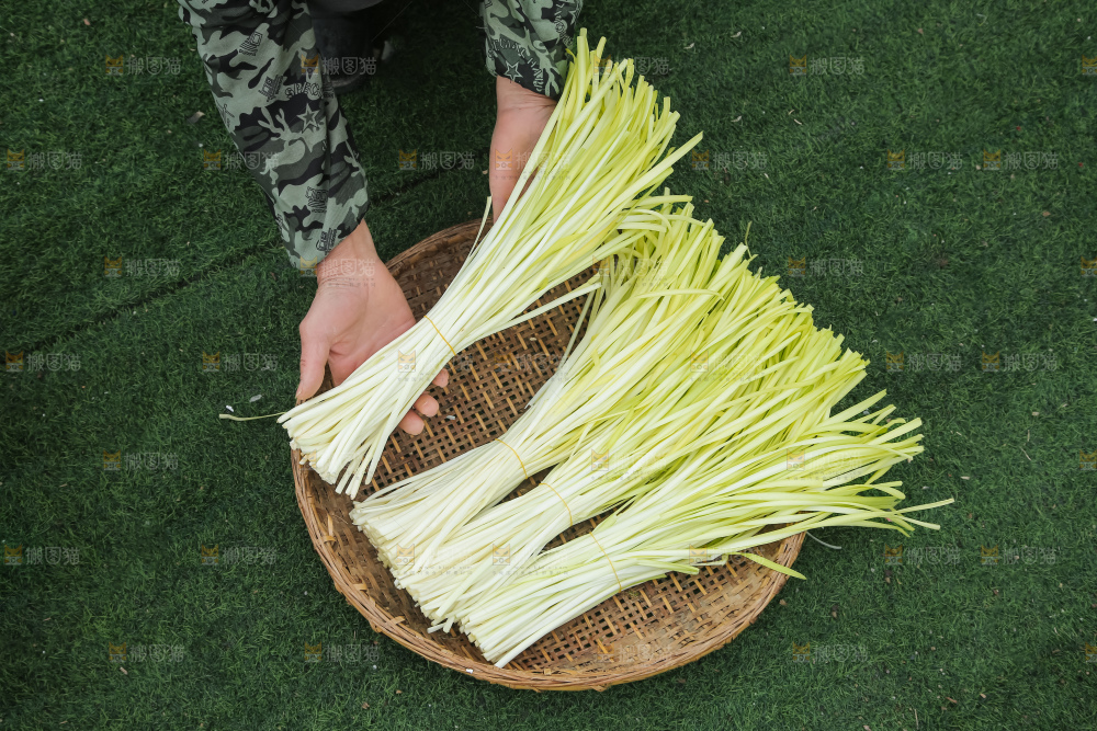 手上拿着新鲜韭黄